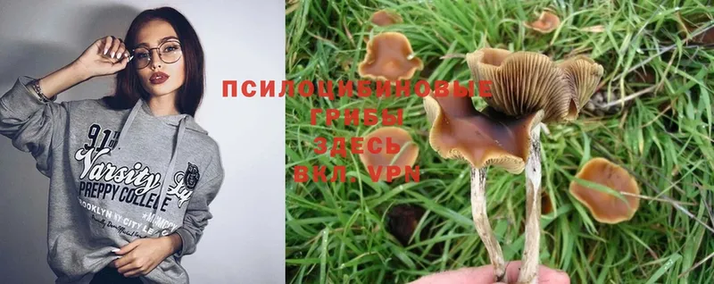 Псилоцибиновые грибы Cubensis  купить  сайты  hydra ссылки  Мичуринск 